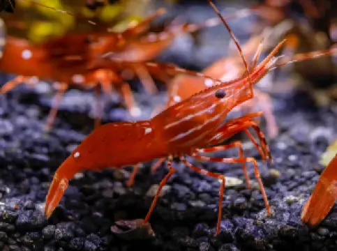 SEA LIFE at Mall of America
