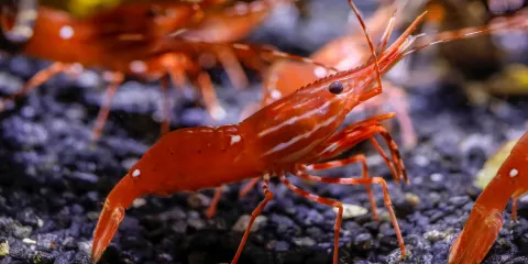 SEA LIFE at Mall of America門票小童