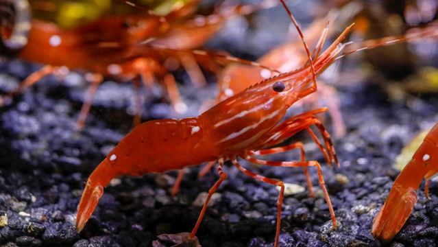 SEA LIFE at Mall of America
