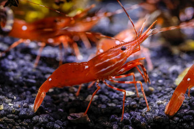 SEA LIFE at Mall of America