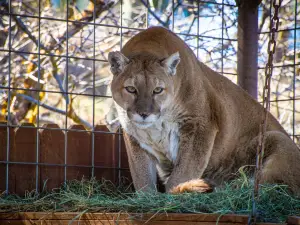 Rocky Mountain Wildlife Park