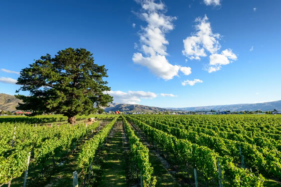 Hotels near Wooing Tree Estate