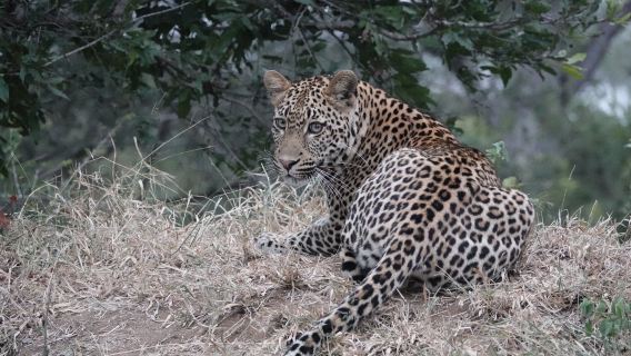 Sabi Sand Nature Reserve