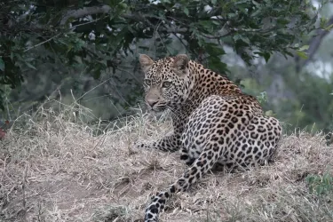 Sabi Sand Nature Reserve