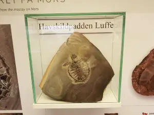 Fossil- og Molermuseet