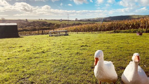 The Cornish Maize Maze And Fun Farm Ltd