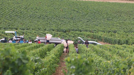Domaine Francois Lumpp
