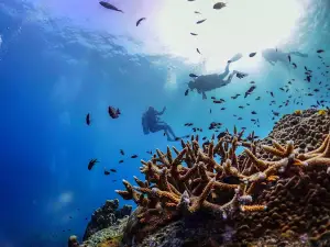 Taco Divers Koh Tao