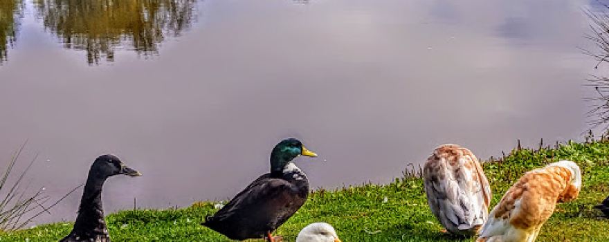 Hampton Park