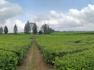 Kebun Teh Sidamanik