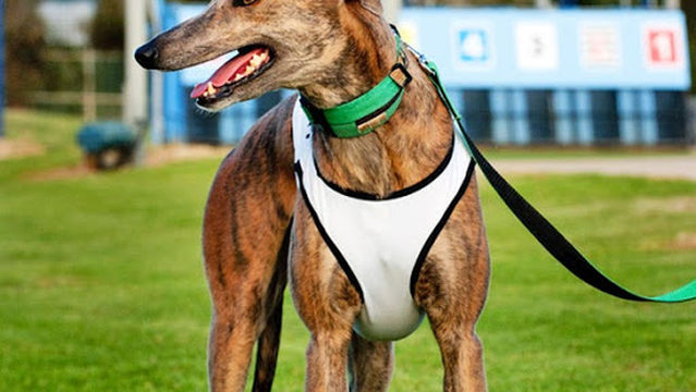 Greyhound Racing SA