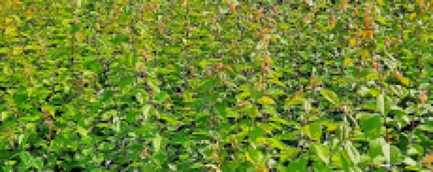 Plantarea