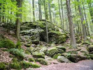 Vlčí výběh Srní (podívání zvenku)