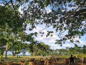 Penangkaran RUSA Desa Wosu