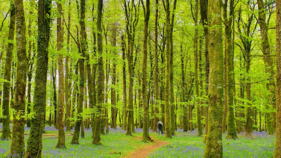 Bluebell Wood
