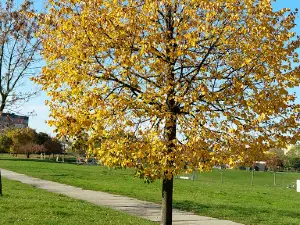 Park Górczyński