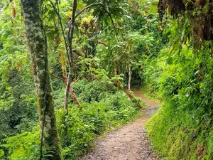 Canopy Walkway