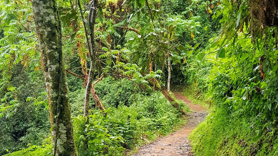 Canopy Walkway