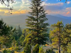 Çamlıyayla