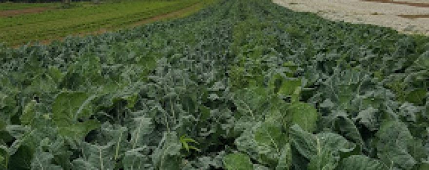 Cullen's Organic Farm