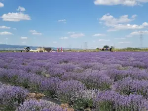 Kavakköy Lavanta