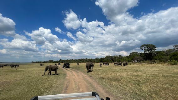 Adventure Jeep Safari Sigiriya