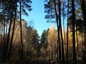 Detskiy Ozdorovitel'nyy Lager' "Sputnik"