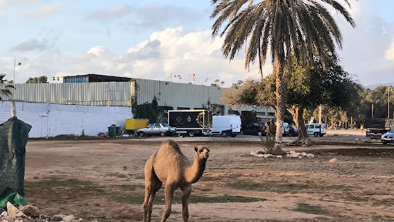 Agadir camel & horse riding