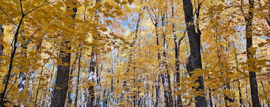 Wood-Rill Scientific and Natural Area (SNA)