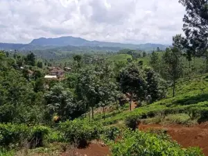 Situ Cipiit