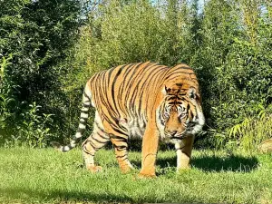 Zoo of the Fleche