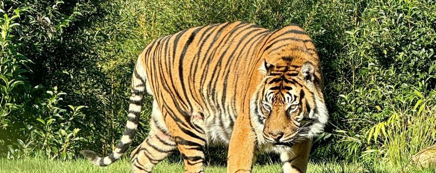 Zoo of the Fleche
