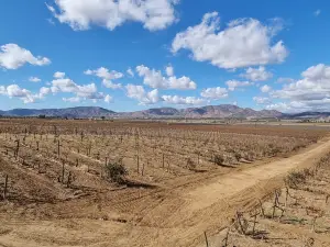 Museum of the Vine and Wine