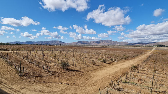 Museum of the Vine and Wine