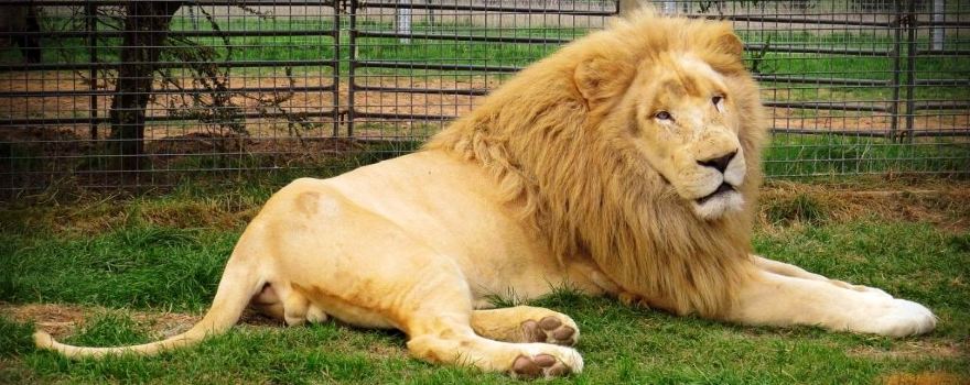 Mansfield Zoo