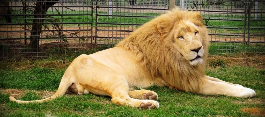 Mansfield Zoo