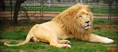 Mansfield Zoo