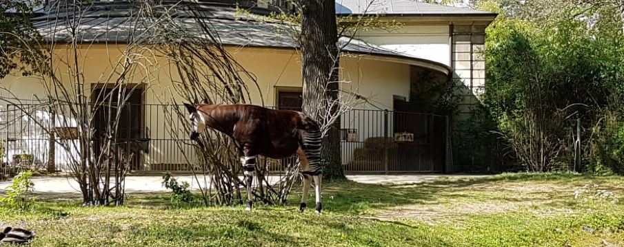 Зоопарк Базеля