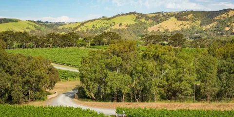 Shottesbrooke Vineyards