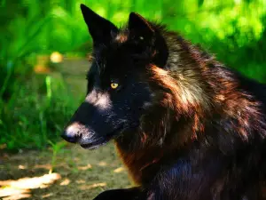 Red Wolf Sanctuary and Raptor Rehabilitation Center