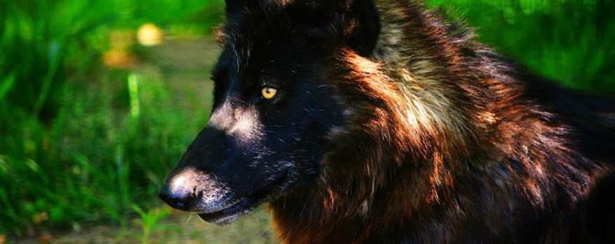 Red Wolf Sanctuary and Raptor Rehabilitation Center