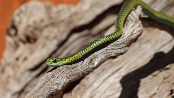 Lawnwood Snake Sanctuary