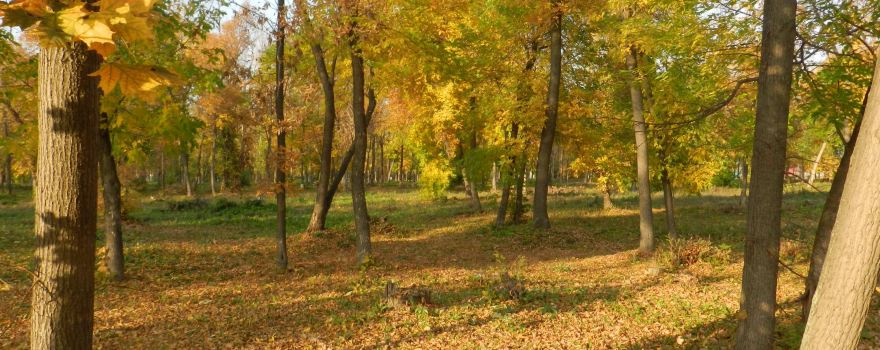 Central Park of Culture and Recreation
