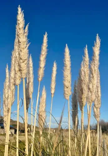 St Cyrus National Nature Reserve - viewpoint