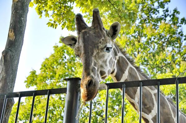 Kaliningrad Zoo