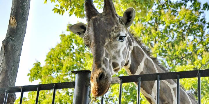 Kaliningrad Zoo