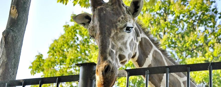 加里寧格勒動物園