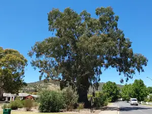 The Big Tree