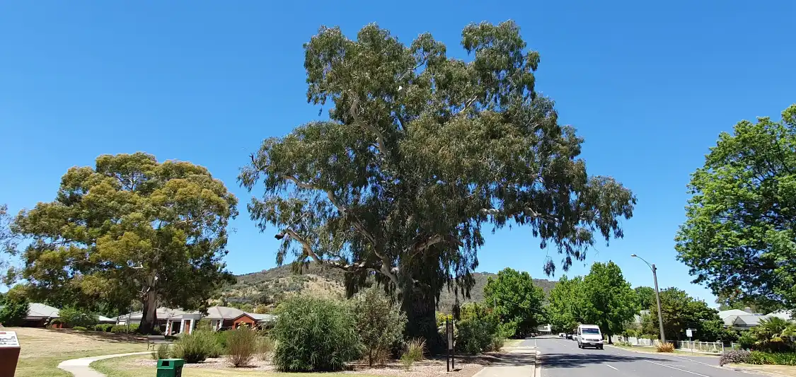 Hotels near The Big Tree