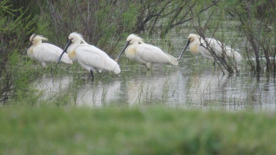 Kayaking and Biking Sulina, Danube Delta